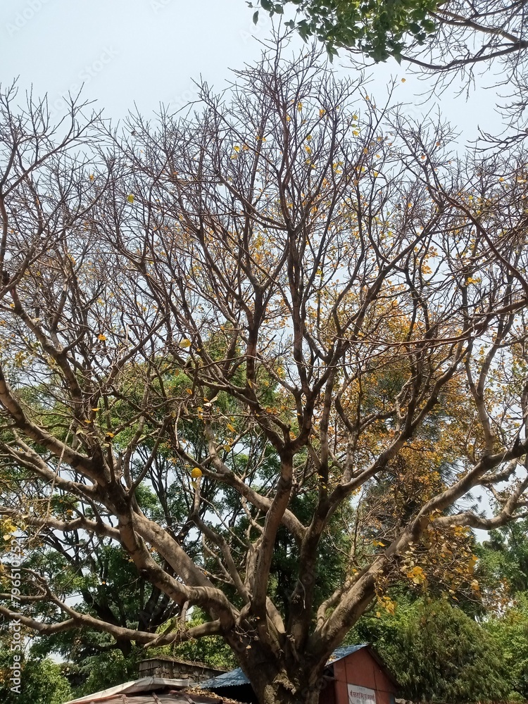 Obraz premium old oak tree