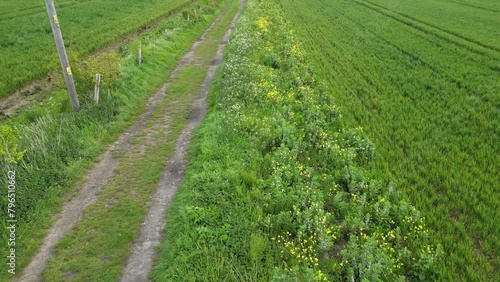 Arable Field Margin at the edge of a field of crops by a footpath allowing wild flowers to grow and provide for wildlife. April, Kent, UK	 photo