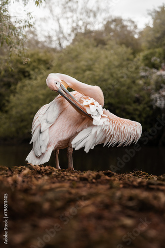 Pink-backed Pelican grooming and standing next to water, large sea bird, wildlife photography