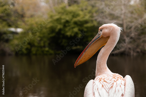 Pink-backed Pelican standing next to water, large sea bird, wildlife photography