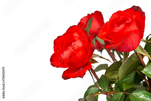 Beautiful Red Roses Flower Isolated on White Background