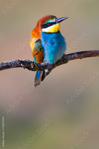 Bee-eater, Merops apiaster, Mediterranean Forest, Castilla y Leon, Spain, Europe photo