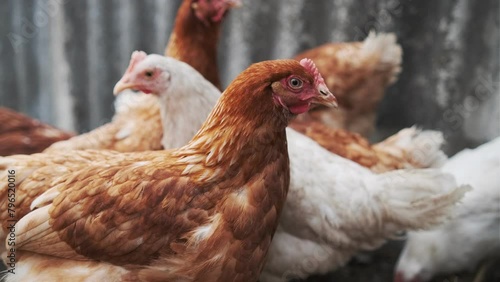 chickens walk in a pen in the village