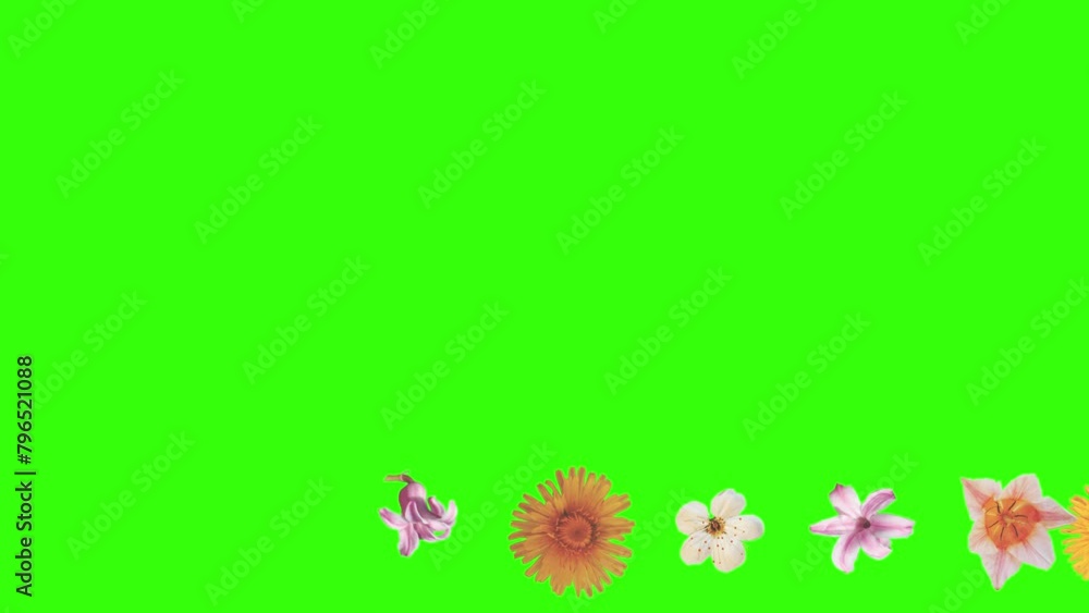 Summer flowers animation elements, chroma key Summer flowers animation elements, chroma key