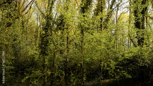 Fototapeta Naklejka Na Ścianę i Meble -  green spring in nature