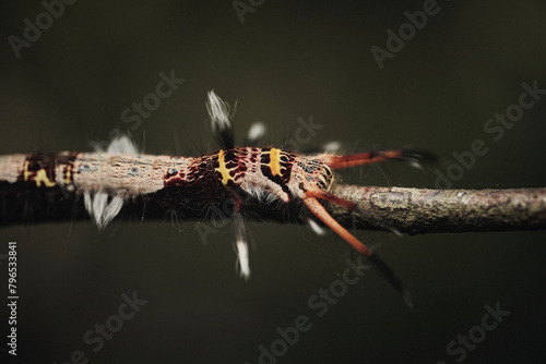 Moth Genus Kunugia
a member of Lappet Moths Family Lasiocampidae