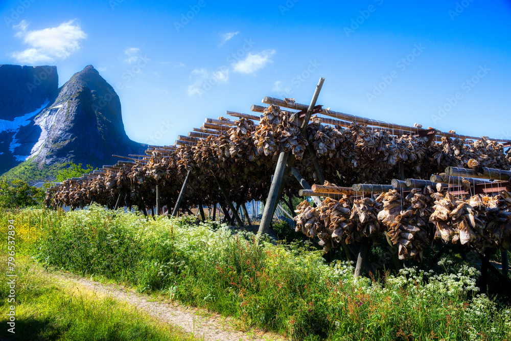 Fish Drying Racks in Reine on Moskenes Island in Lofoten, Norway Fish Drying Racks in Reine on Moskenes Island in Lofoten, Norway