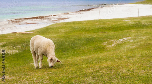 Sheep Grazing at the Famous and Beautiful Beach of Uttakleiv in Lofoten, Norway