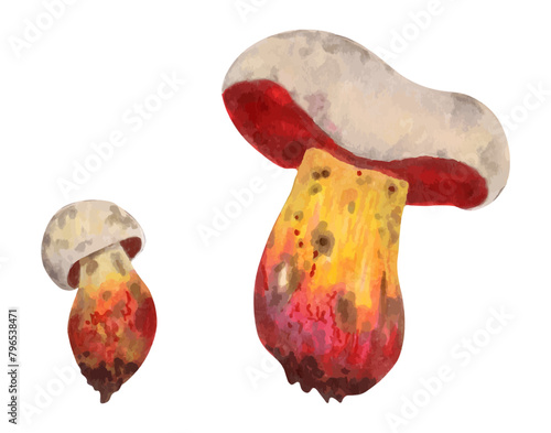 Poisonous mushroom Rubroboletus satanas (satanic mushroom). Illustration with watercolors and markers. Hand drawn isolated art. Botanical magical forest plant. Wild nature. photo