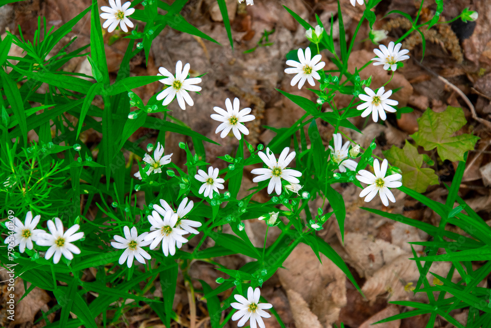Rabelera holostea, white forest flower. Greater starwort, white spring flowers and green nature image