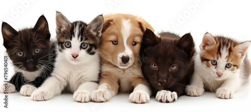 Assorted cats and dogs in high quality studio portrait on white backdrop with ample copy space © Ilja