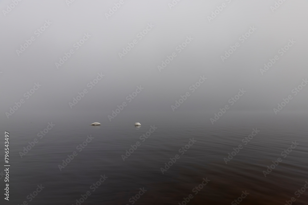white swans swimming on the lake in foggy weather white swans swimming on the lake in foggy weather