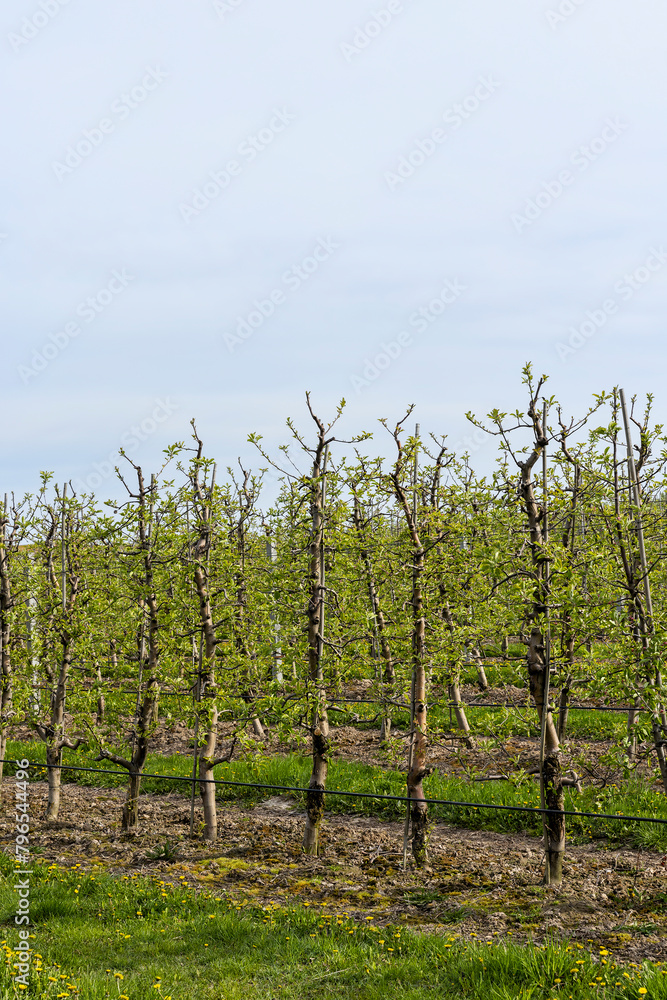 apple trees in the orchard in cloudy weather apple trees in the orchard in cloudy weather