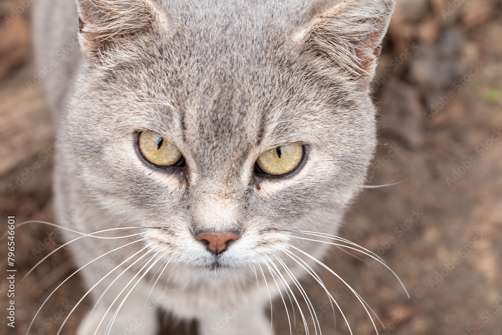 Close up portrait of a grey cat.