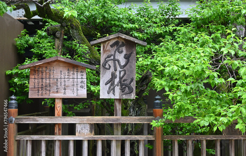 Wallpaper Mural 太宰府天満宮、飛梅 Torontodigital.ca