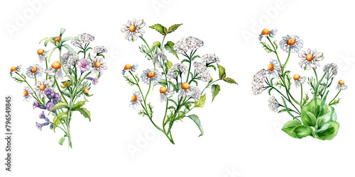 Set of meadow medicinal flower watercolor illustration isolated on white. Bunch floral herbs in botanical style. Plantain, chamomile, nettle, achillea millefolium hand drawn. Design for package photo
