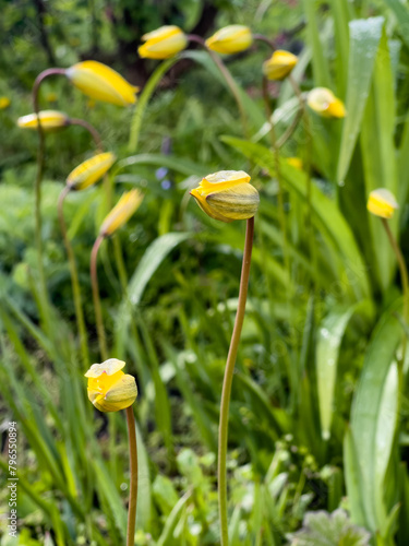 Wilde Tulpen (tulipa sylvestris) in einem ökologisch geführten Bauerngarten