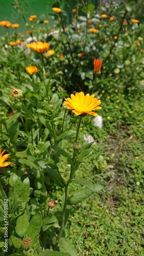 flowers in the garden