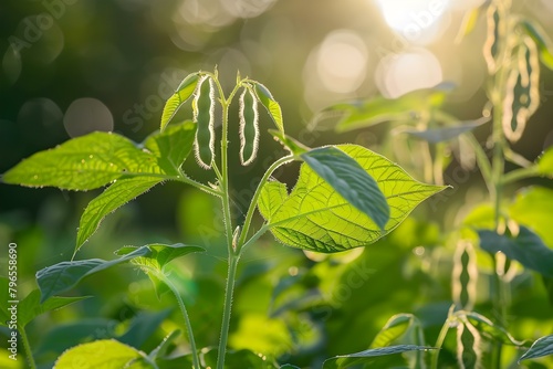 Soybean plants thriving in a sunlit field. Concept Agriculture, Soybean Farming, Crop Growth, Sunlit Fields, Plant Health