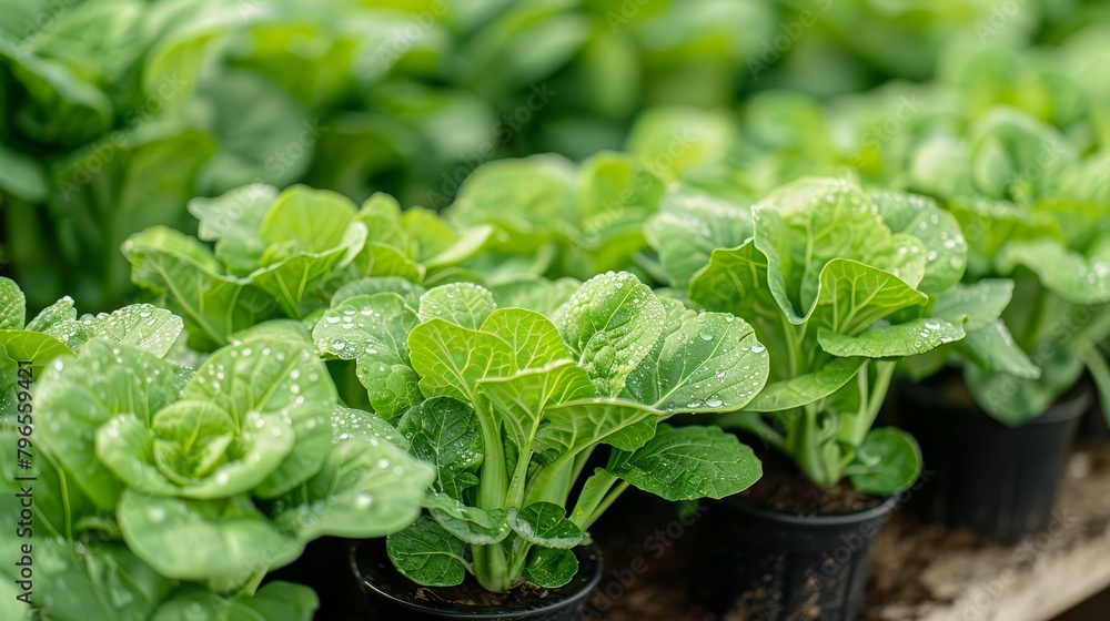 A row of verdant plants, bedecked with water beads, sits on a shelf in the room's center A row of verdant plants, bedecked with water beads, sits on a shelf in the room's center