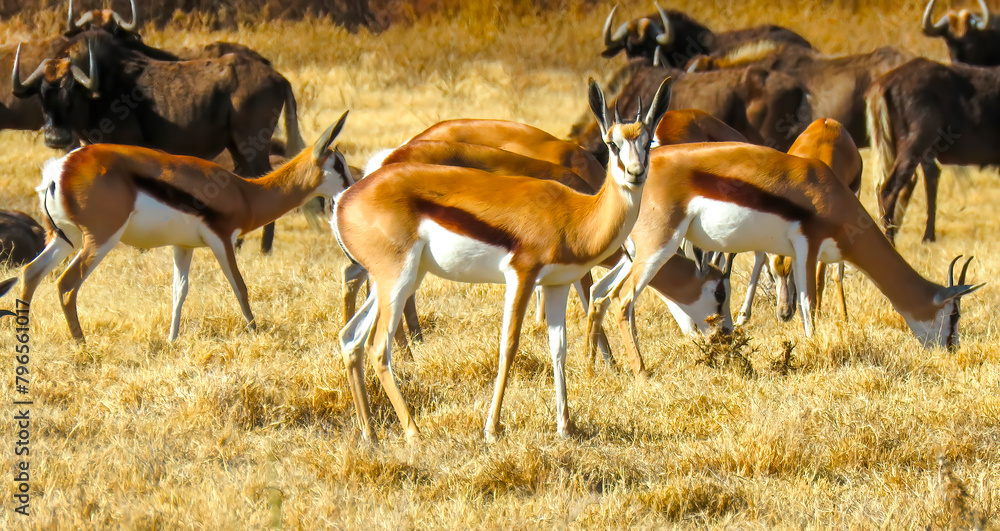 Springbok ewe (Antidorcas marsupialis) pauses in her grazing at Camdeboo National Park, Eastern Cape. Springbok ewe (Antidorcas marsupialis) pauses in her grazing at Camdeboo National Park, Eastern Cape.