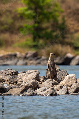 Smooth coated otter or Lutrogale perspicillata standing on two legs curious and active with eye contact on big rocks in middle of river water at forest tiger reserve or national park of india asia