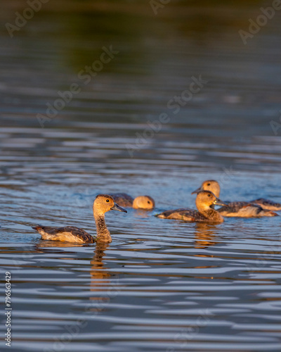 lesser whistling duck or Indian whistling duck or lesser whistling teal family flock of birds in water in golden hour light during winter season migration at ranthambore national park forest india
