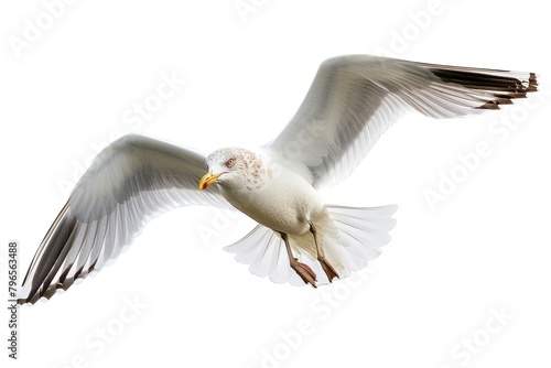 Beautiful seagull flying animal white bird. photo