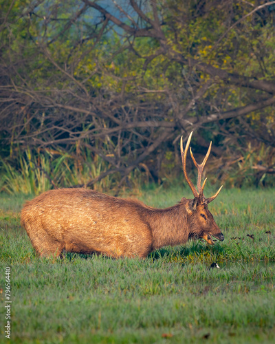 Wild male Sambar deer or rusa unicolor with big antlers long horns in natural scenic wetland in forest or national park of india
