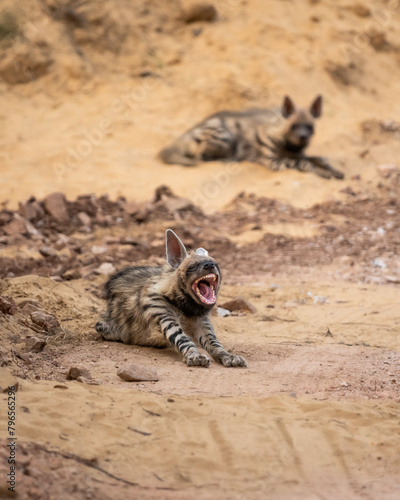 Wild Striped hyena or hyaena hyaena family or pair in action with angry expression during outdoor jungle safari in ranthambore national park forest tiger reserve rajasthan india asia