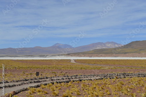 Vegetação baixa do Deserto do Atacama