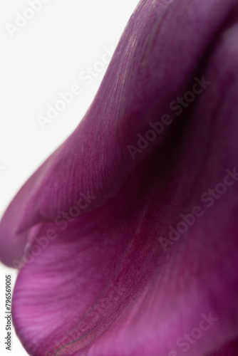 macro texture purple tulip petals