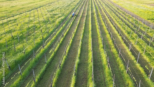 Obraz na płótnie winemaker farmer grows vines in the countryside with organic biologic methods - cut the grass between the rows with tractor and avoid using chemicals and copper phosphates on the plant and grapes w salonie