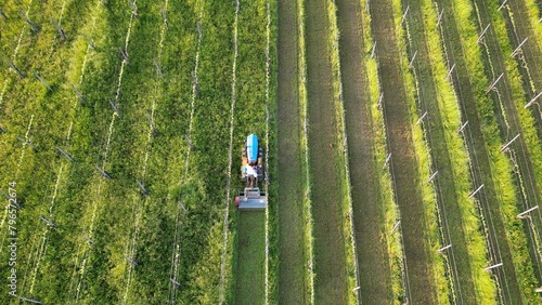 winemaker farmer grows vines in the countryside with  organic biologic methods - cut the grass between the rows with  tractor and avoid using chemicals and copper phosphates on the plant and grapes  