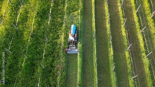 winemaker farmer grows vines in the countryside with  organic biologic methods - cut the grass between the rows with  tractor and avoid using chemicals and copper phosphates on the plant and grapes  