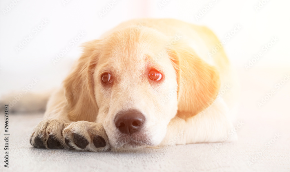 Nice muzzle and smart eyes of golden retriever