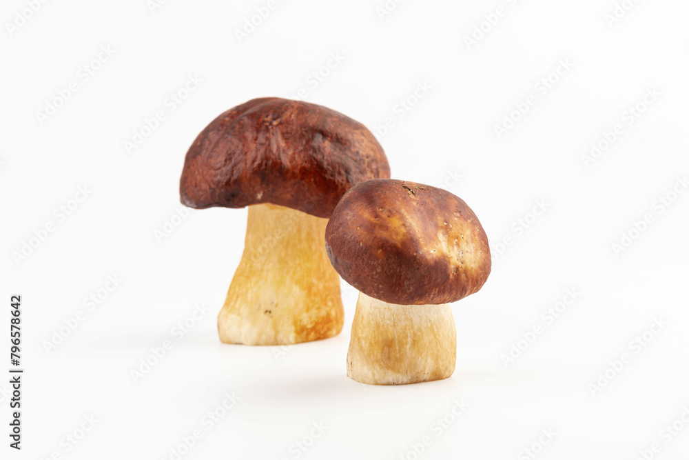 Bay bolete. Edible mushrooms (Boletus badius) isolated on white background with clipping path. Package design element. Wild forest mushrooms Bay bolete. Edible mushrooms (Boletus badius) isolated on white background with clipping path. Package design element. Wild forest mushrooms