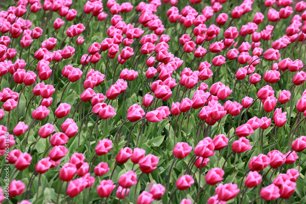 Tulip fields near Magdeburg in Saxony-Anhalt, Germany Tulip fields near Magdeburg in Saxony-Anhalt, Germany
