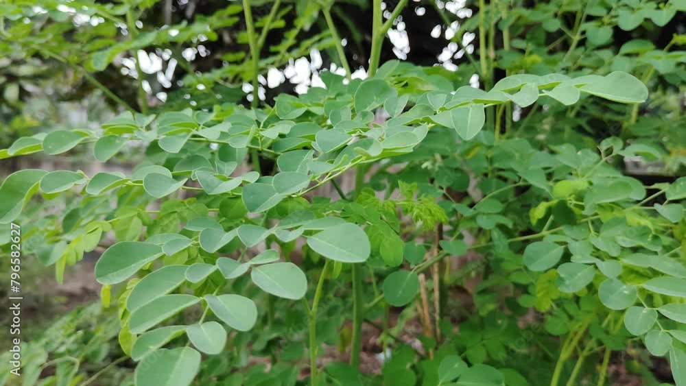 Green Moringa leaf herbal plant. Miraculous medicinal plants for human health. Green Moringa leaf herbal plant. Miraculous medicinal plants for human health.