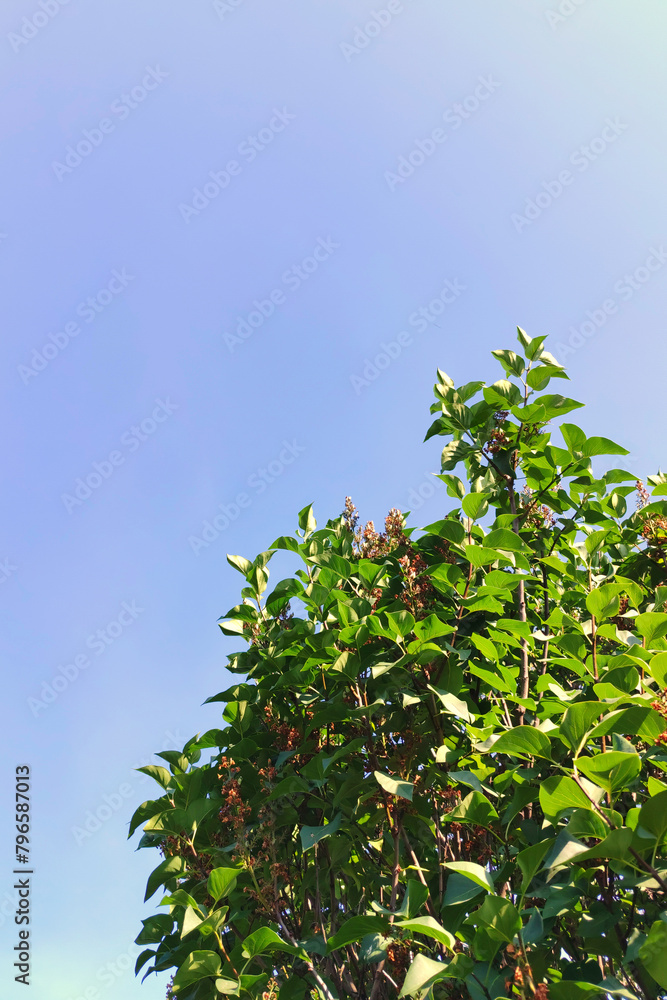 Lilac bush against the blue sky with green leaves in summer.