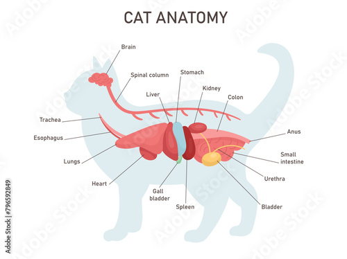 Cat anatomy. Educational veterinary and zoology study with inner system titles and location. Colon, stomach, liver, heart. Vector illustration