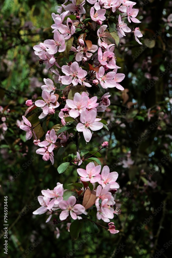 Naklejka premium Pink flowers of Malus Purpurea tree at spring