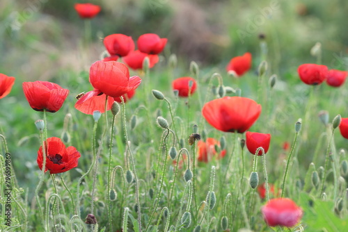 field of red poppies in spring © UMIT
