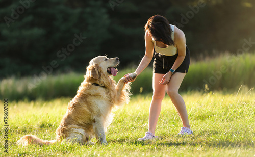 Owner Woman Training Golden Retriever Dog On A Meadow, Dog Gives A Paw