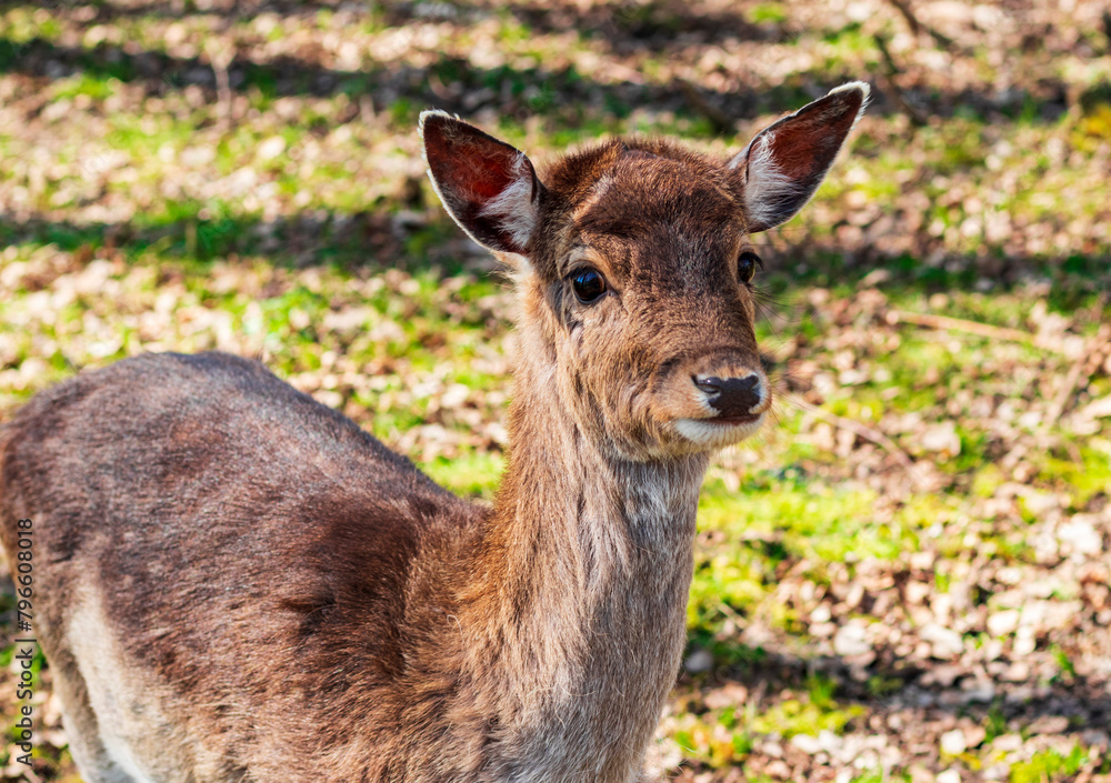 Shot of the deer in the forest. Wildlife