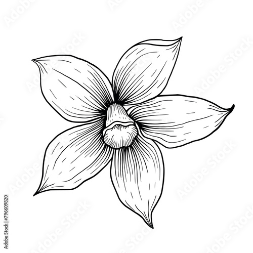Black and white illustration of vanilla flower. Hand drawn vanilla spice. Outline illustration of vanilla orchid flower