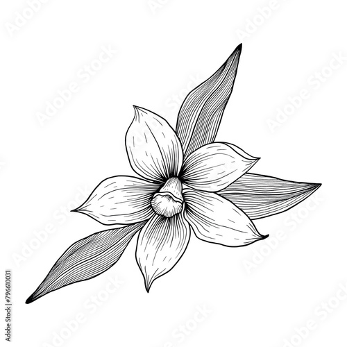 Vanilla flower with leaves. Hand drawn vanilla orchid. Line art illustration of vanilla. Vanilla on isolated background