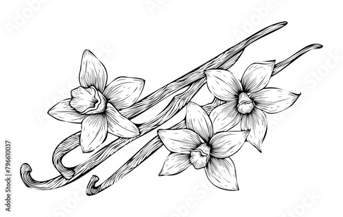 Vanilla flowers and pods outline. Hand drawn vanilla. Spices sketch style. Vanilla orchid vector illustration on isolated background