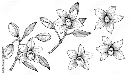 Set of hand drawn vanilla flowers. Outline of vanilla orchid flowers on isolated background. Flowers and sprigs of vanilla spice
