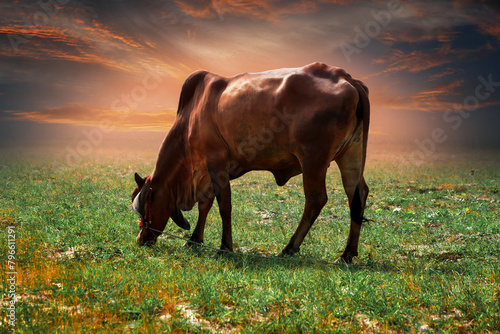 cow on a meadow © Tongsai Tongjan